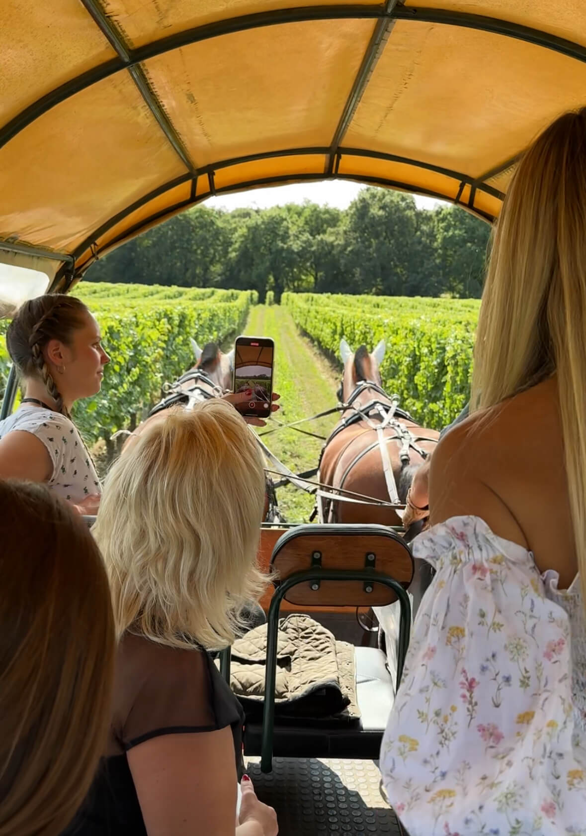 Hourese atraction vineyards